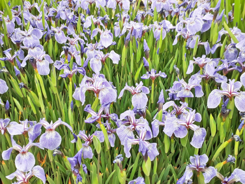 Iris setosa Nana - Zwerg-Iris